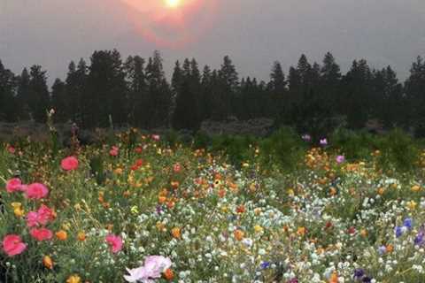 Flower field