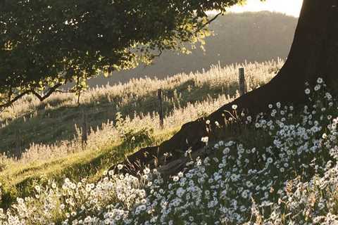 Tree & Daisies