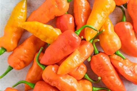 Ghost Pepper (Bhut Jolokia) – All About Them